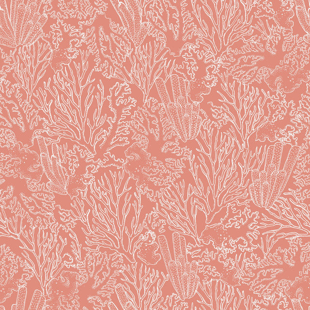 ALIZ CORAIL B